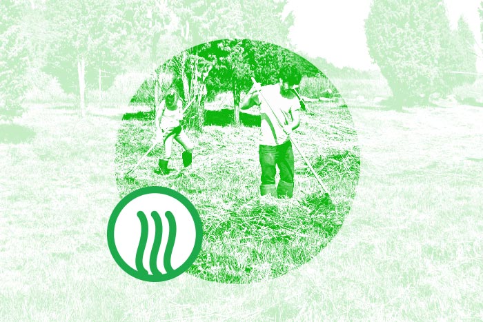 Dzeltenās akmeņlauzītes dzīvotnes atjaunošana}