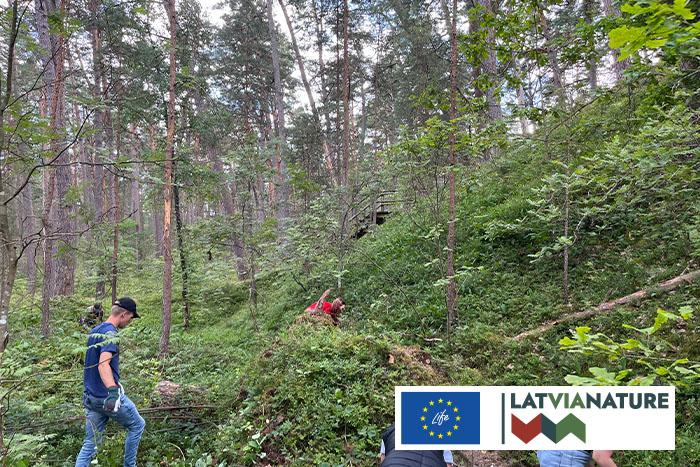 Vārpainās korintes apkarošana Ragakāpā}