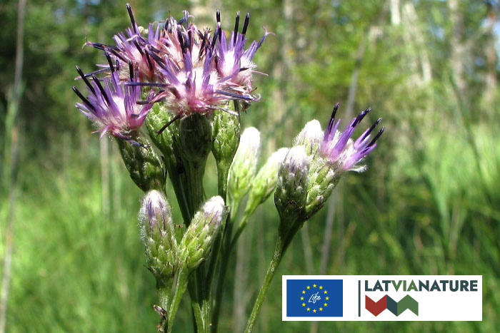 Igaunijas rūglapes biotopa kopšana}