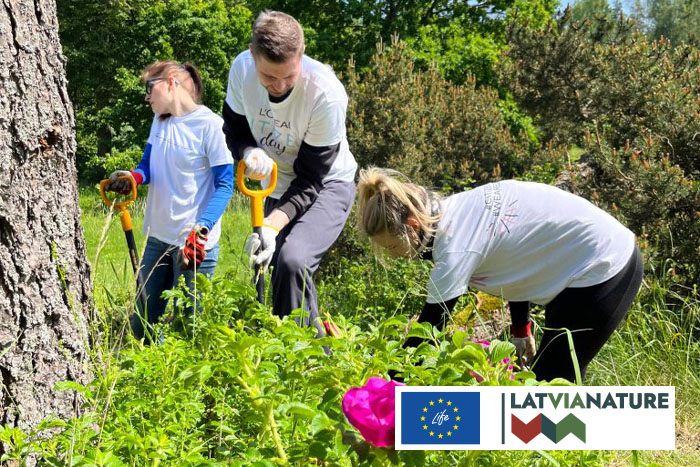 Invazīvās krokainās rozes ierobežošana}