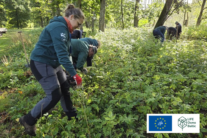 Invazīvās pīlādžlapu sorbārijas izskaušanas Mazsalacā}