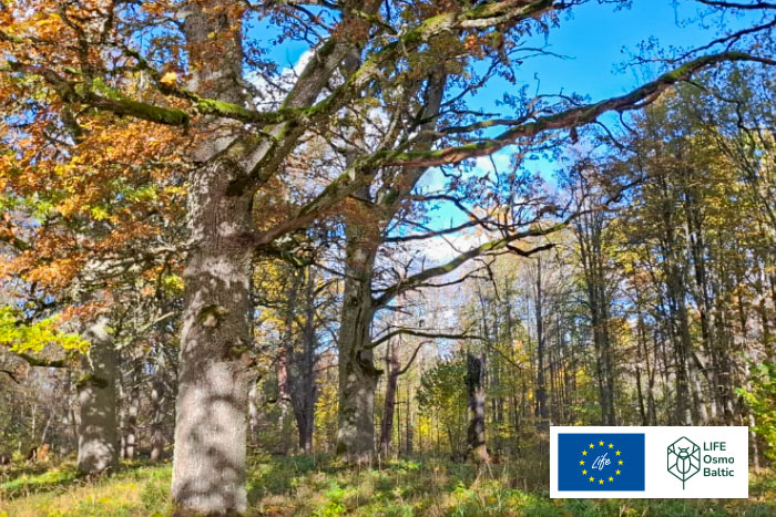 Krapes muižas parka kopšana}