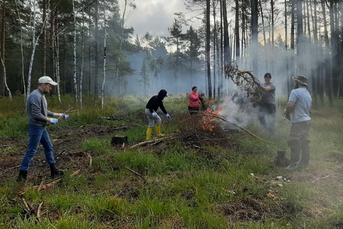 Grīņu sārtenes audžu atjaunošana}