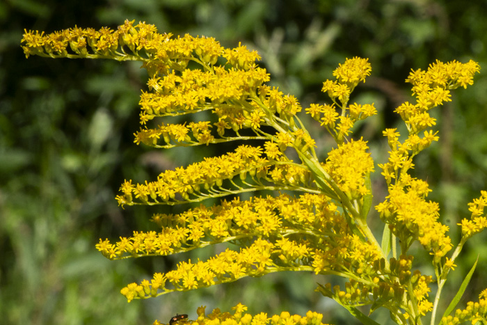 Invazīvās Kanādas zeltgalvītes ierobežošana Biķernieku mežā}