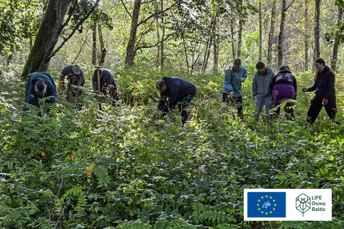 Invazīvās pīlādžlapu sorbārijas izskaušanas Mazsalacā}