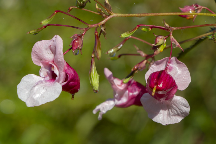 Puķu spriganes apkarošana Ķemeru Nacionālajā parkā}