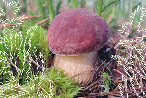 Izglītojošs pasākums “Sēņu diena” Līgatnes dabas takās