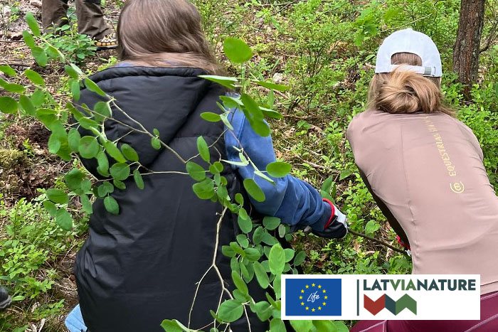 Vārpainās korintes apkarošana Ragakāpā}