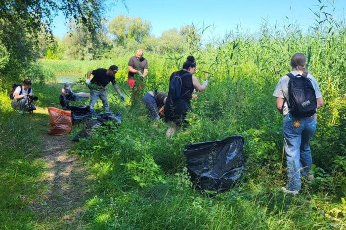 Invazīvās puķu spriganes ierobežošana dabas liegumā Vecdaugava}