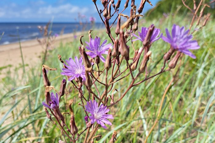 Tatārijas salāta izplatības ierobežošana Randu pļavās}