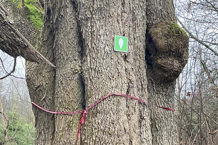 Dižkoku atēnošana Rāznas Nacionālajā parkā}