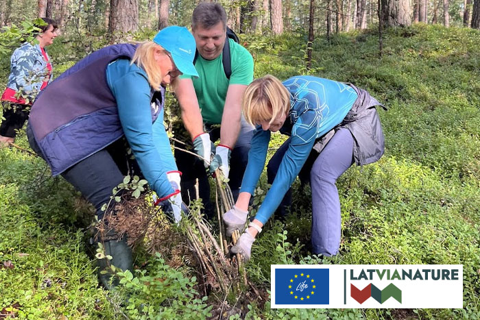 Invazīvās vārpainās korintes apkarošana}