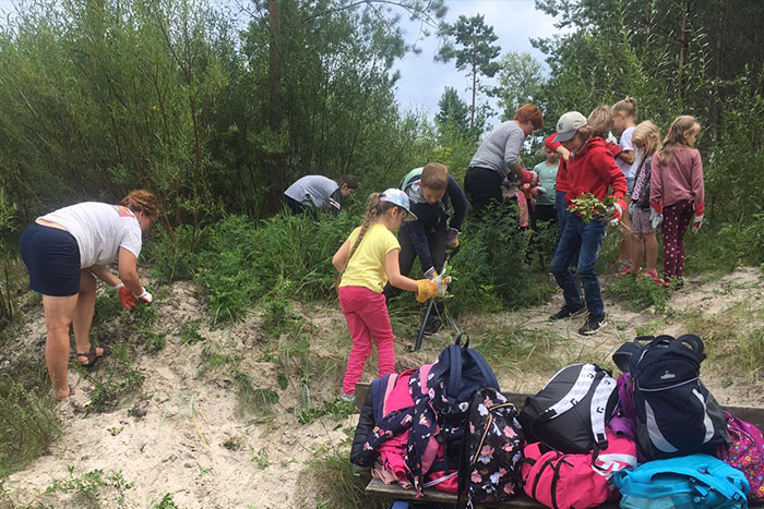 Invazīvā auga, krokainās rozes, izplatības ierobežošana}