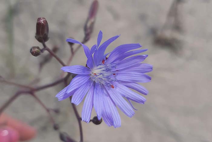Invazīvās sugas apkarošana Dabas parkā &quot;Piejūra&quot;}