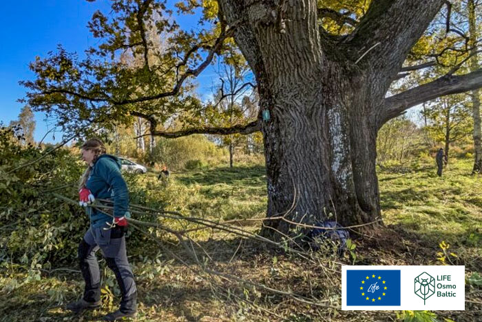 Dižkoka skopšana Alūksnē}