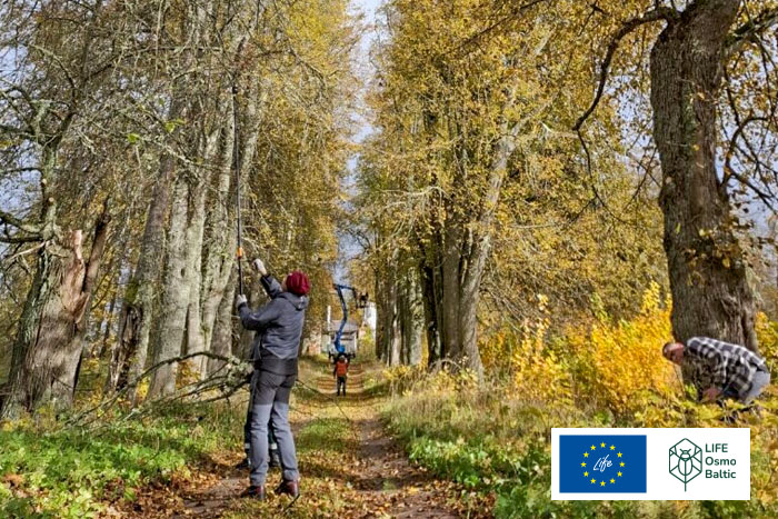 Krastiņu pansionāta alejas kopšana}