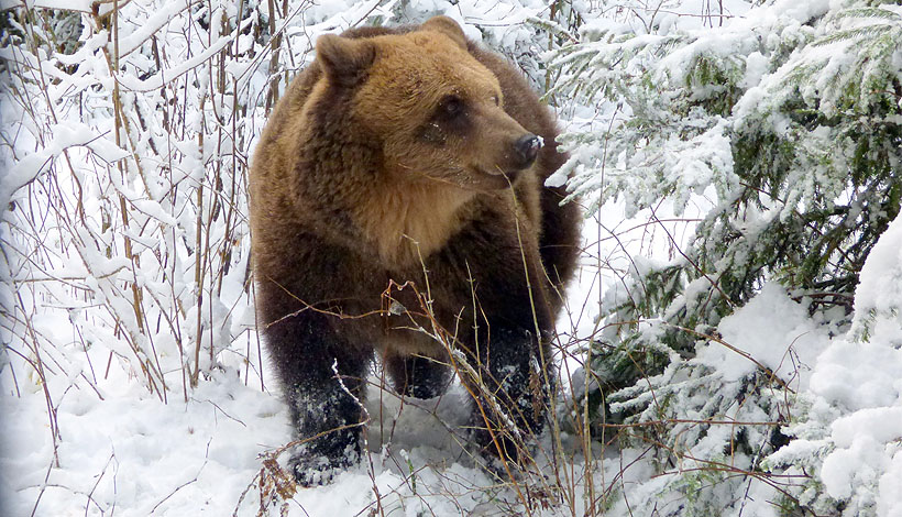 Lācene Ilzīte ziemā pie egles. Foto Velga Vītola