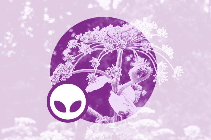 Invazīvā auga, Tatārijas salāta, izplatības ierobežošana Vakarbuļļos}