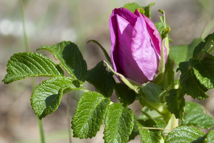 Invazīvā auga, korkainās rozes, izplatības ierobežošana}
