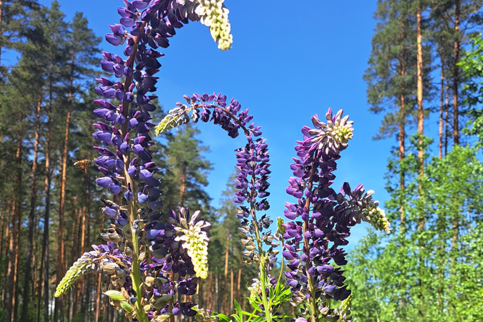 Lupīnas apkarošanas talka Krustkalnu dabas rezervātā}