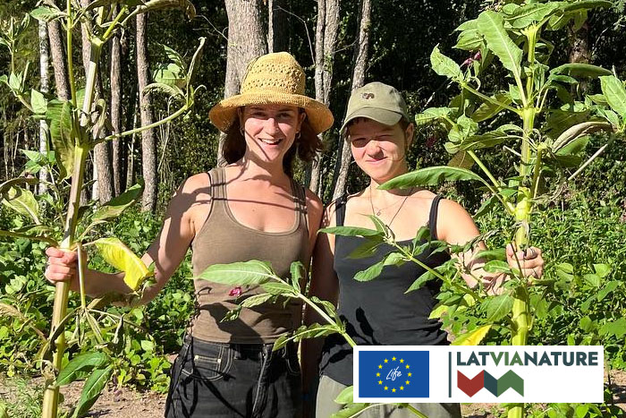 Invazīvās puķu spriganes talka}