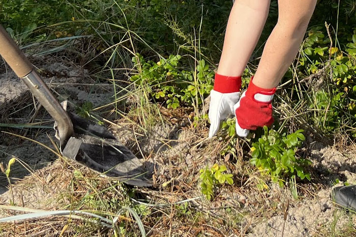 Invazīvās krokainās rozes apkarošana Jaunķemeros}