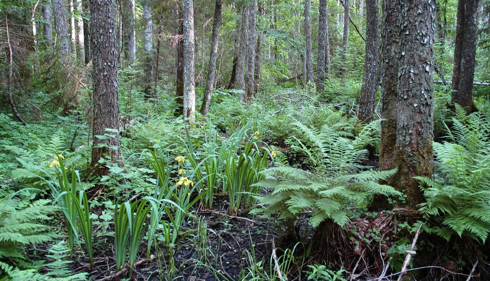 Meži un dabas vērtības NATURA 2000 teritorijās