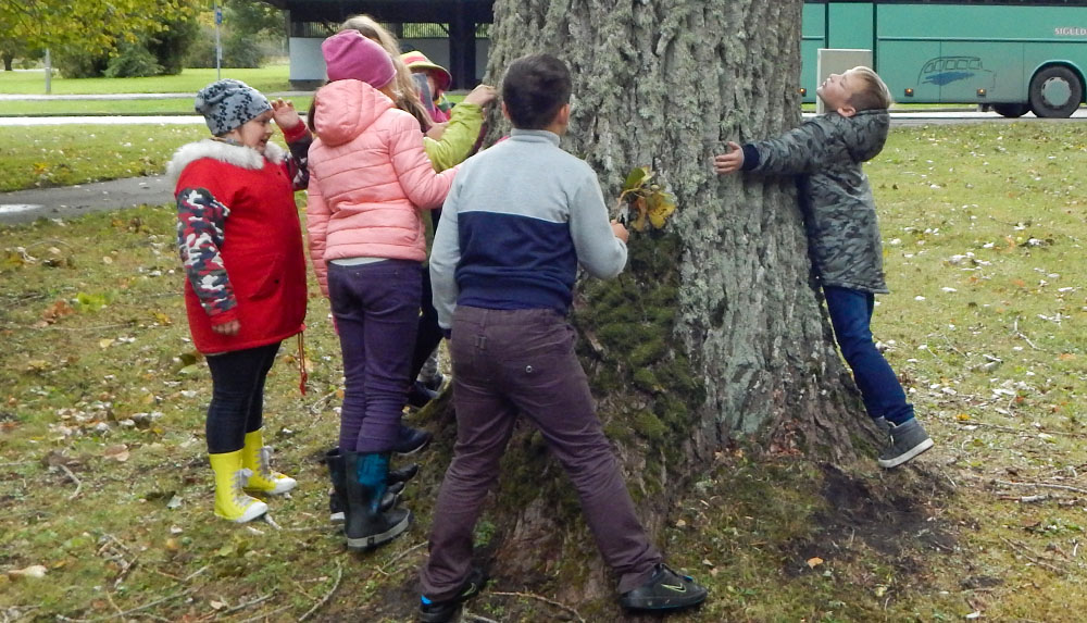 Skolēni mēra dižkoka apkārtmēru