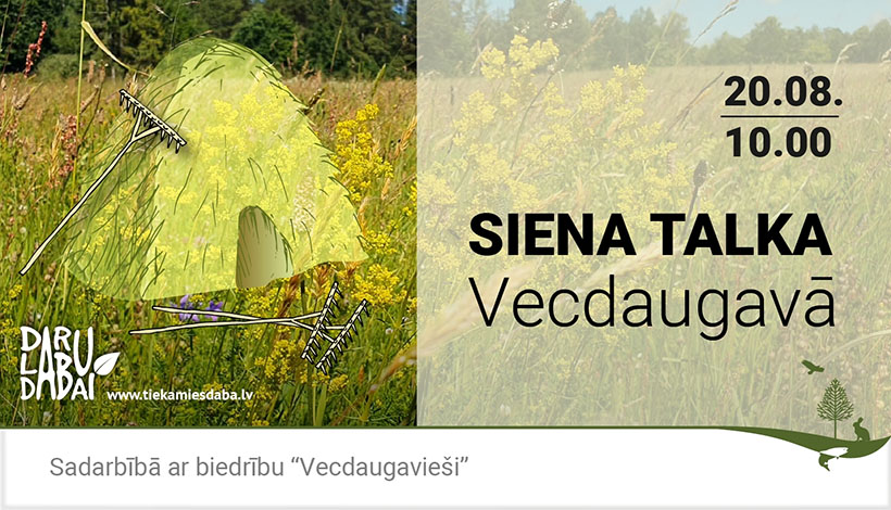 Siena zārds pļavā