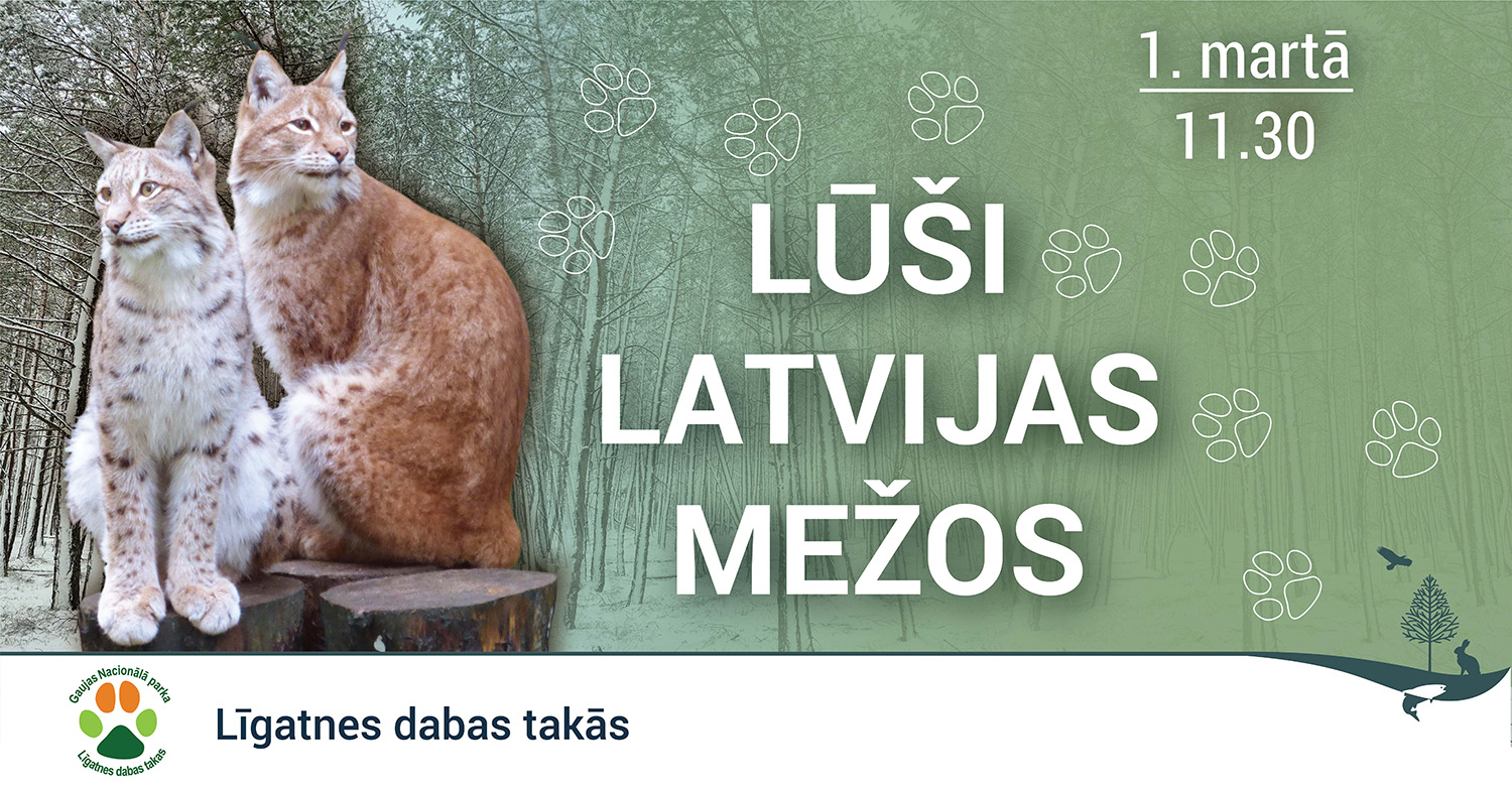divi lūši ziemīgā mežā