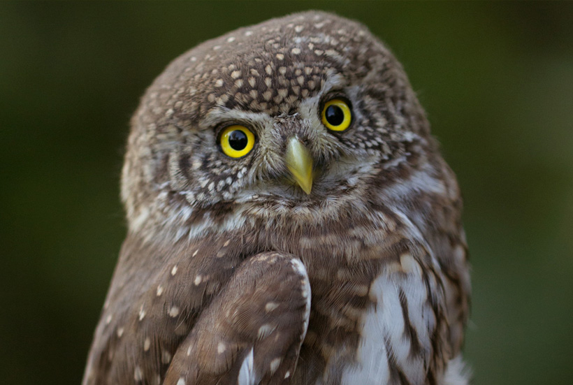 Latvijas mazākā pūcīte apodziņš