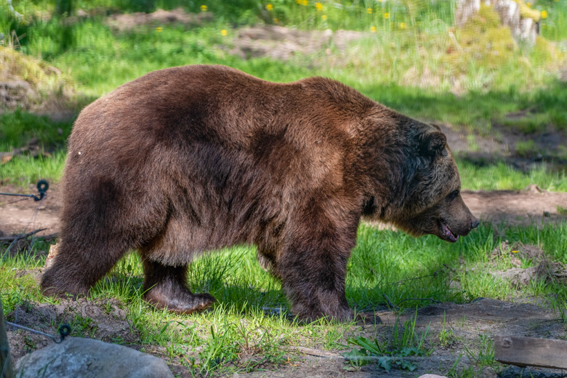 Brūnais lācis. Foto Jānis Zilvers
